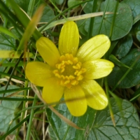 To The Small Celandine.