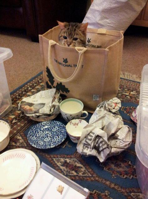 Tibbs quite often helps me sort out my teacups.I collect them and make them into candles.Tibbs supervises!