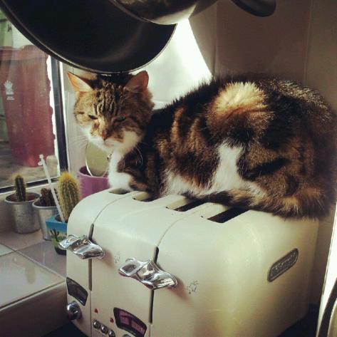 I wasn't to happy when I found Tibbs sunbathing on the toaster.....but I still took a photo!
