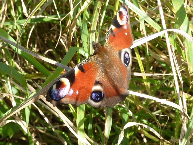 Peacock butterfly.