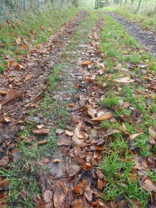 Leafy track.