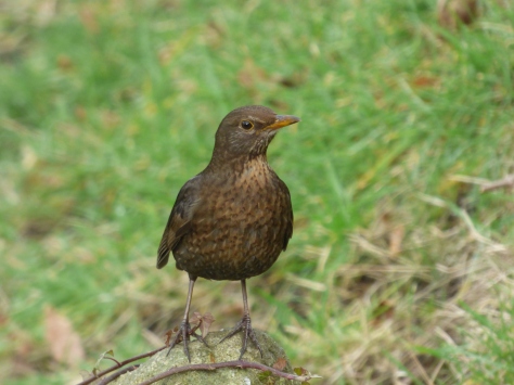Female blackbird.