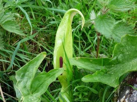 Cuckoo Pint also known as Wild Arum and Lords-and-Ladies.
