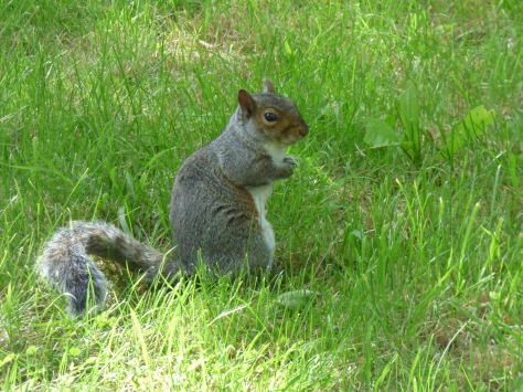 Grey Squirrel.