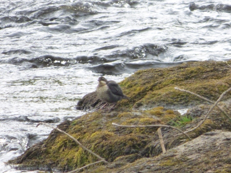 A bedraggled looking Dipper...I think.