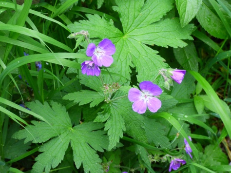 A type of Cranesbill maybe?