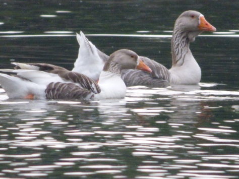 Greylag geese on the lake.