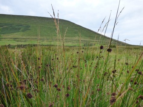 Pendle through the rushes.