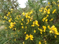 And flowering Gorse.