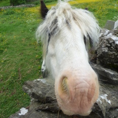Why the long face.... :)