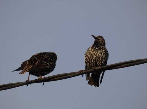 A Bird And A Poem ~ Starlings.