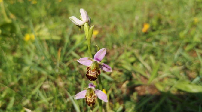 The Elusive Bee Orchid.