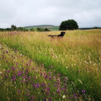 Dog Friendly Places To Visit in The Eden Valley ~ Cumbria. 🐶🐾