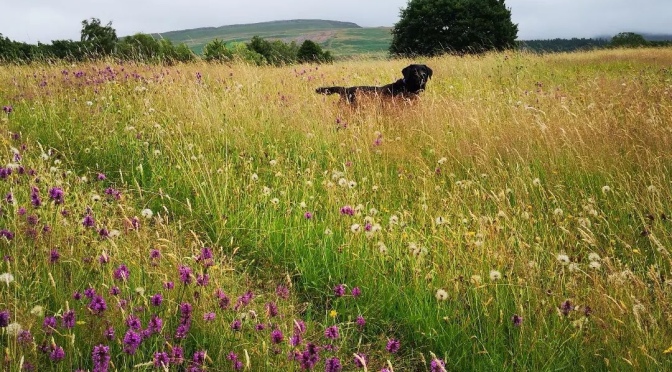 Dog Friendly Places To Visit in The Eden Valley ~ Cumbria. 🐶🐾